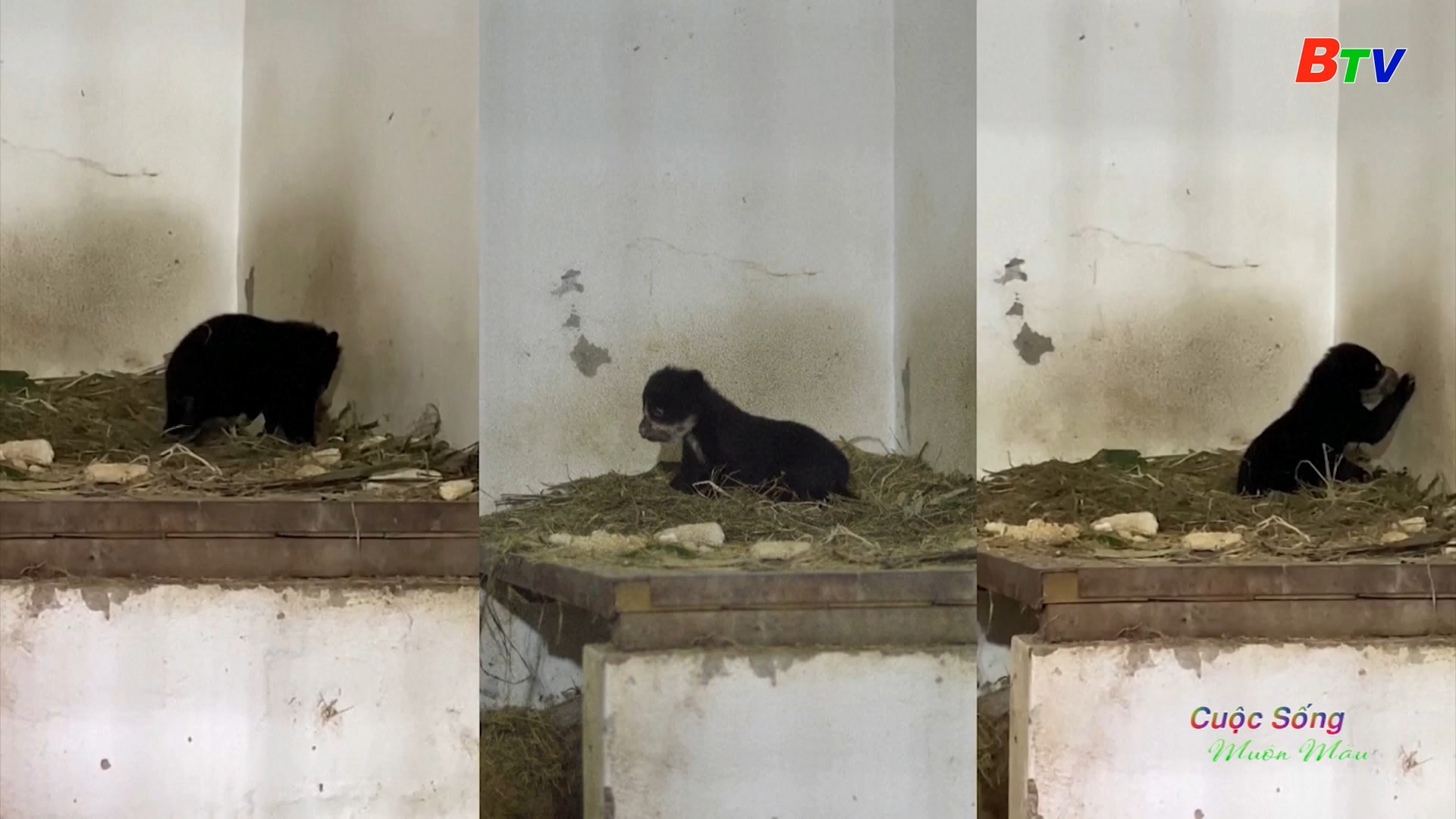 Vườn thú Colombia thắp lên hy vọng trong việc bảo tồn gấu Andean